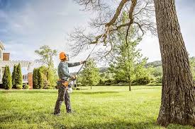 Best Tree Maintenance Programs  in , CO