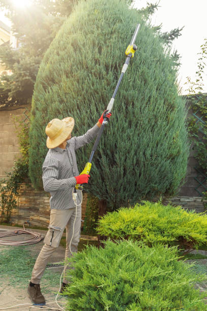 Best Sod Installation  in , CO